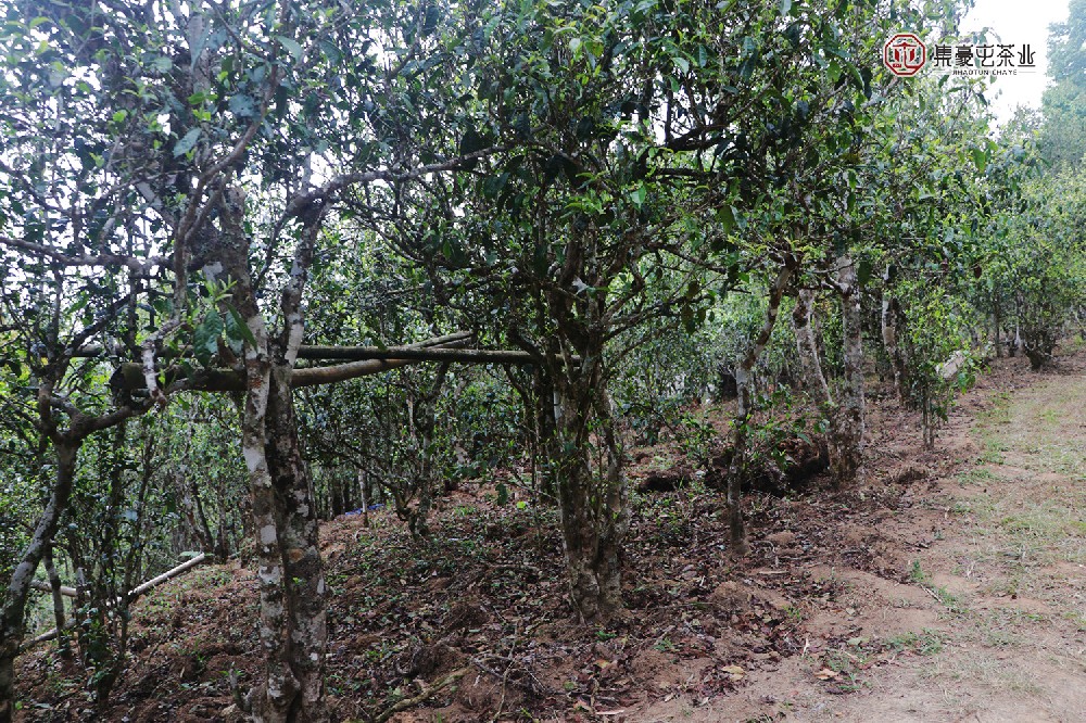 1667467828164842.jpg IMG_1374.JPG