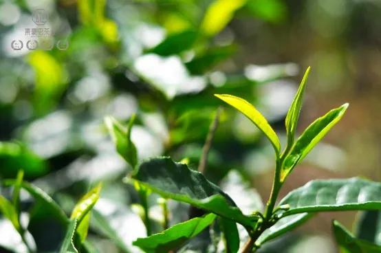 又是一年春茶時