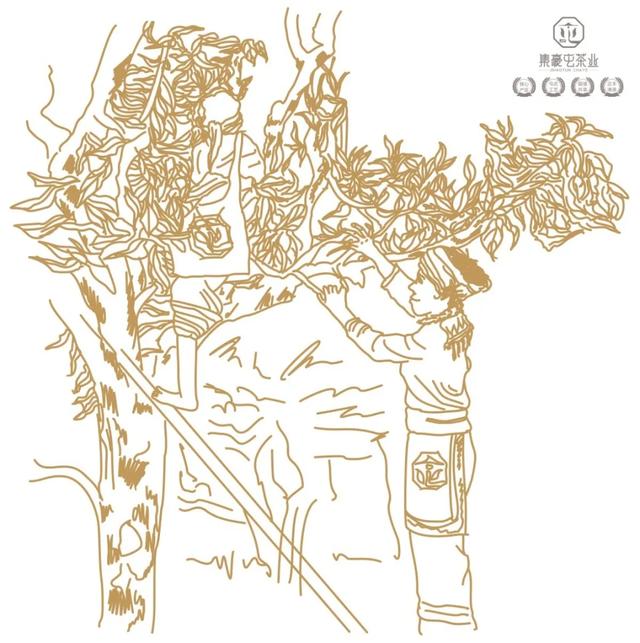 云南人不喝普洱茶?