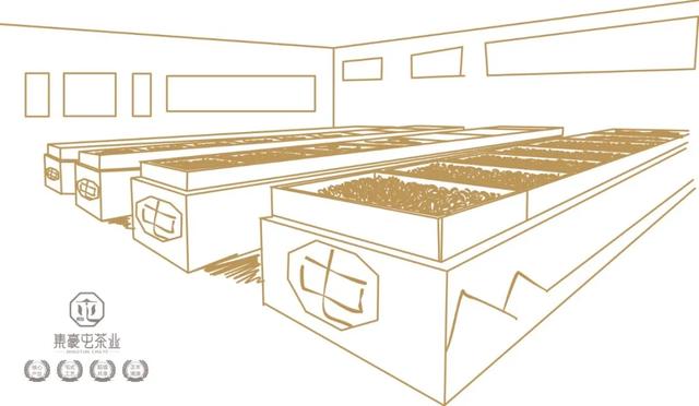 云南人不喝普洱茶?