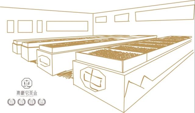 云南人不喝普洱茶?