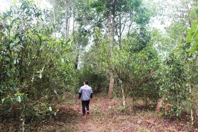 說說普洱茶鮮葉采摘的“潛規則”