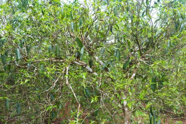 說說普洱茶鮮葉采摘的“潛規則”