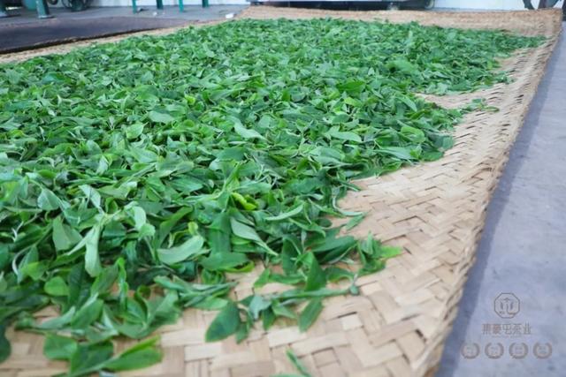 茶葉“走水”了