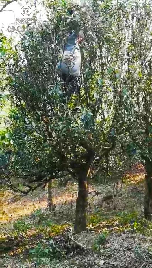 春來發幾枝,愿君多采擷