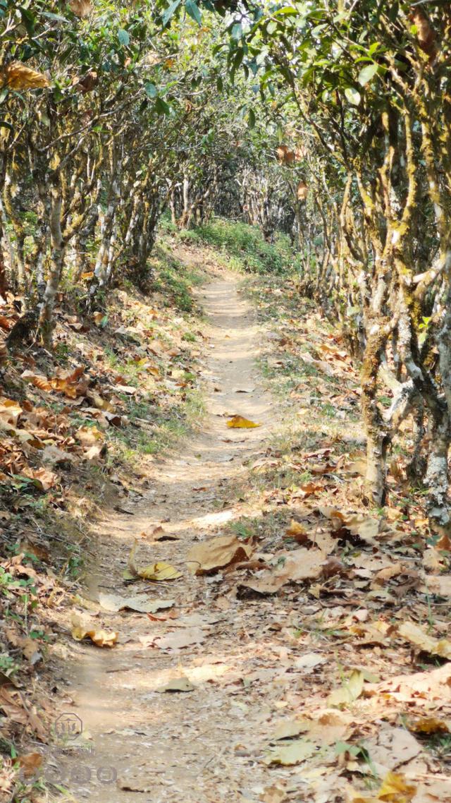 春來發幾枝,愿君多采擷