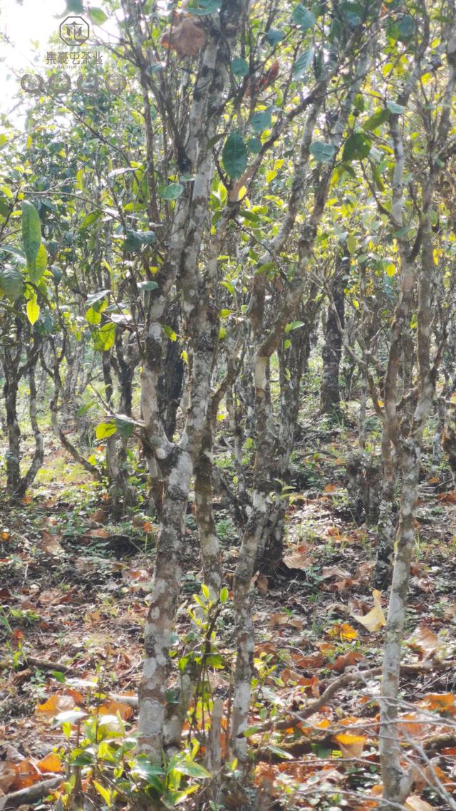 春來發幾枝,愿君多采擷