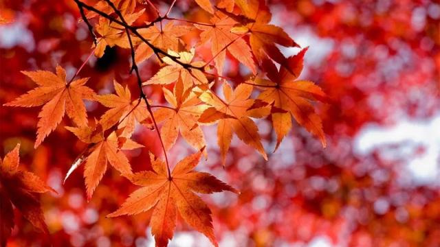 楓葉紅了，裝點(diǎn)滿山景色