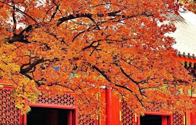 楓葉紅了，裝點(diǎn)滿山景色