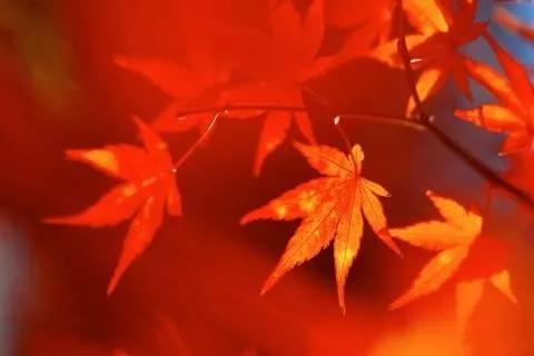 楓葉紅了，裝點(diǎn)滿山景色