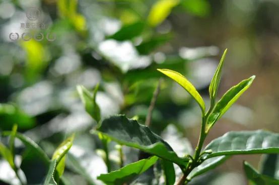 果韻花香,一盞清茗酌知音