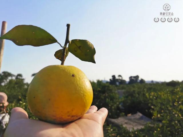 怎樣的陳皮才是好陳皮