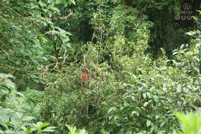 當我站在西雙版納之巔，這是我離云端最近的一次