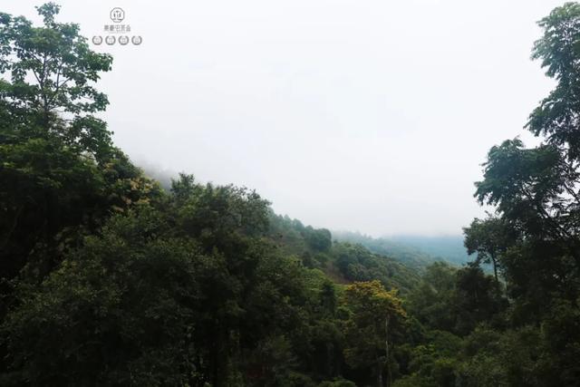 當我站在西雙版納之巔，這是我離云端最近的一次