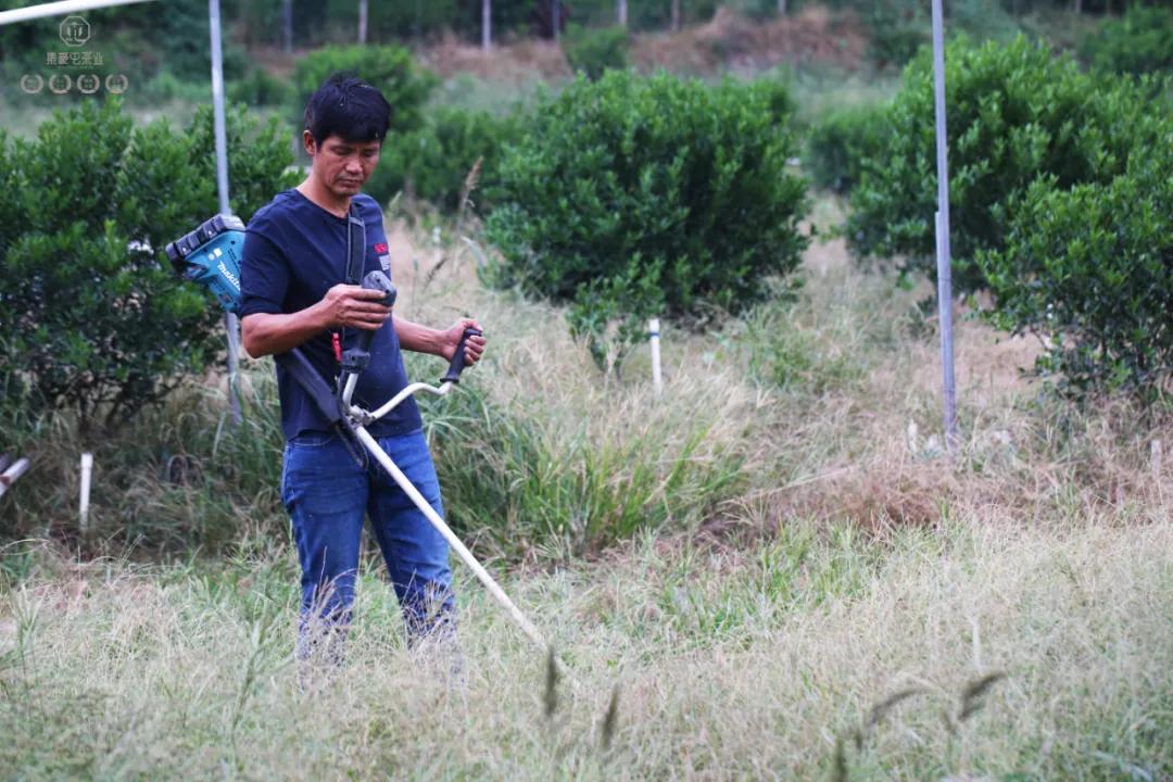 末代梅江陳皮，珍稀且珍惜
