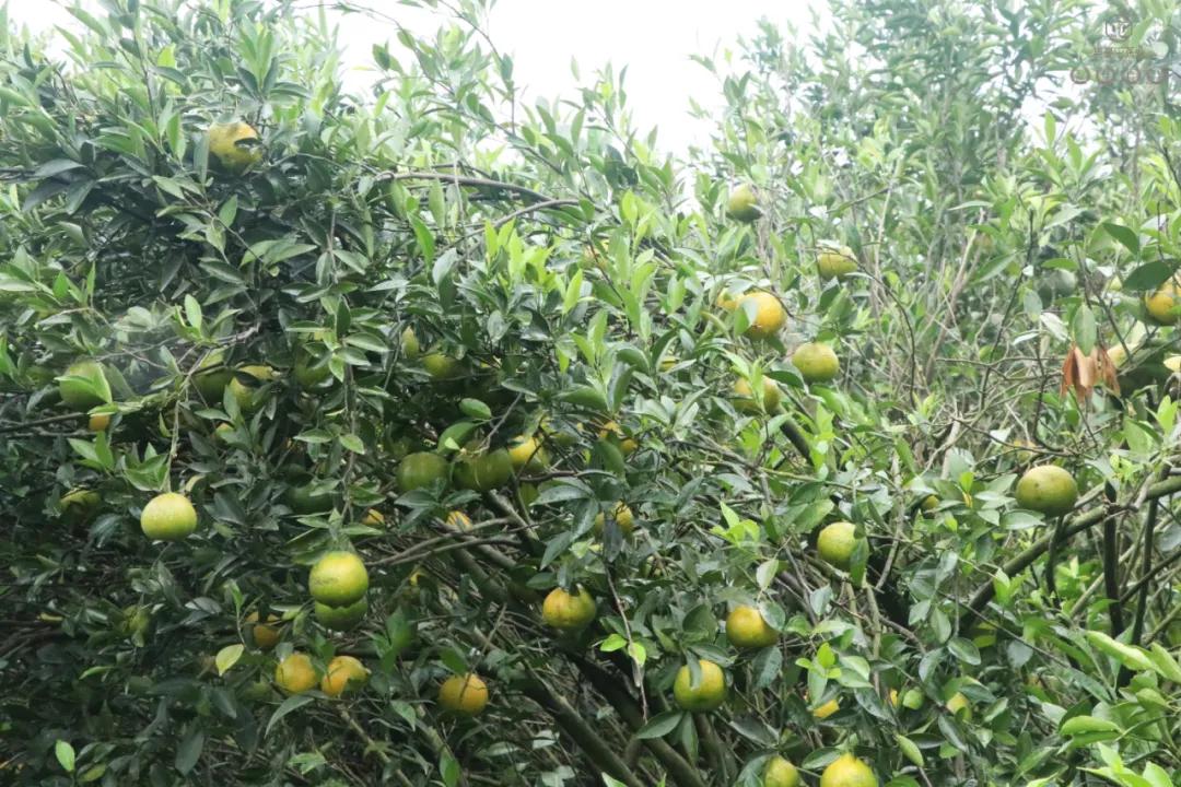 末代梅江陳皮，珍稀且珍惜