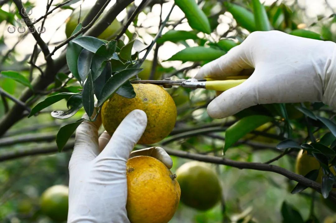 末代梅江陳皮，珍稀且珍惜