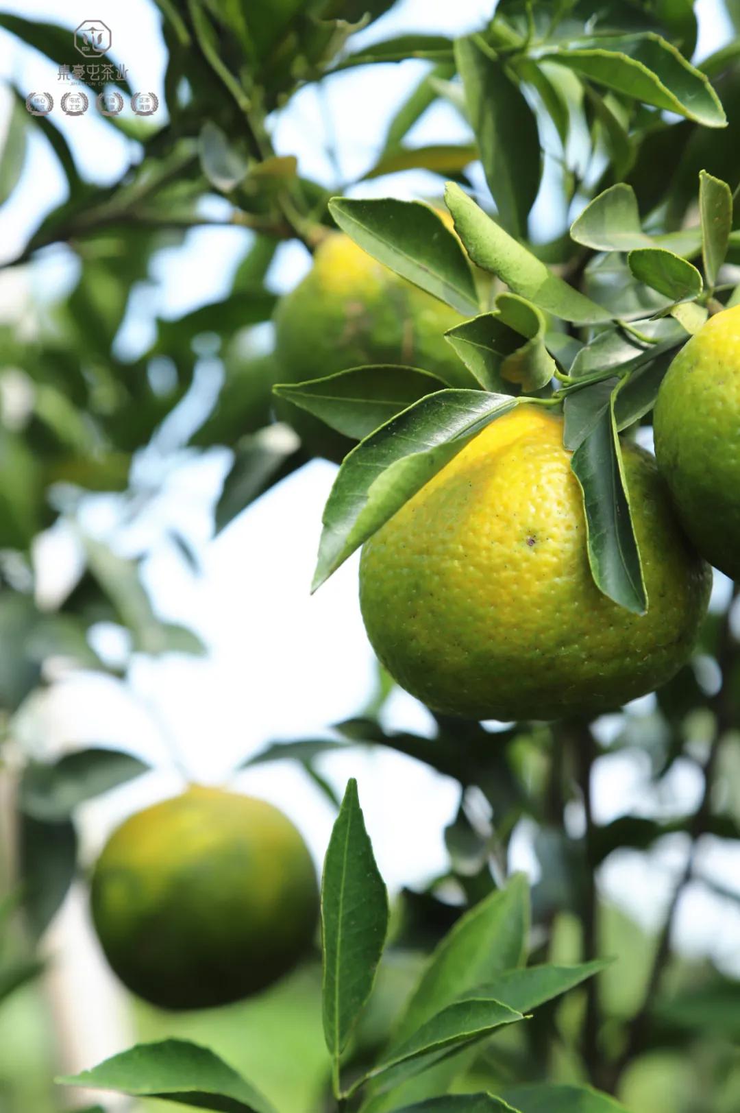 末代梅江陳皮，珍稀且珍惜